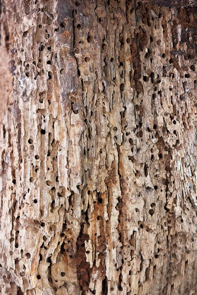 Дерев'яний промінь знищений мурахами — стокове фото