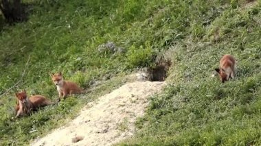 Avrupa yaban fox yavrularını 