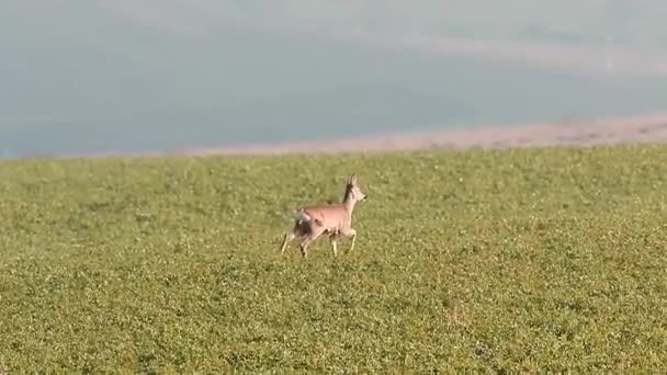 Reeën grazen in het veld — Stockvideo