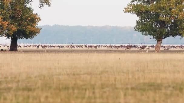 Ciervos en barbecho en temporada de apareamiento — Vídeo de stock