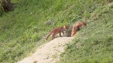 red fox kardeşler oynarken