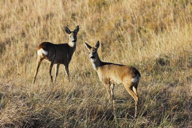 sonbahar alanındaki geyikler