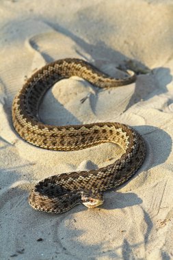 Moldova çayır viper doğal ortamlarında