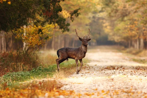 Pięknych Danieli stag w lesie jesienią — Zdjęcie stockowe