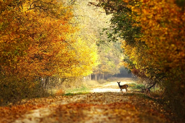 숲길의 아름 다운 보기 — 스톡 사진