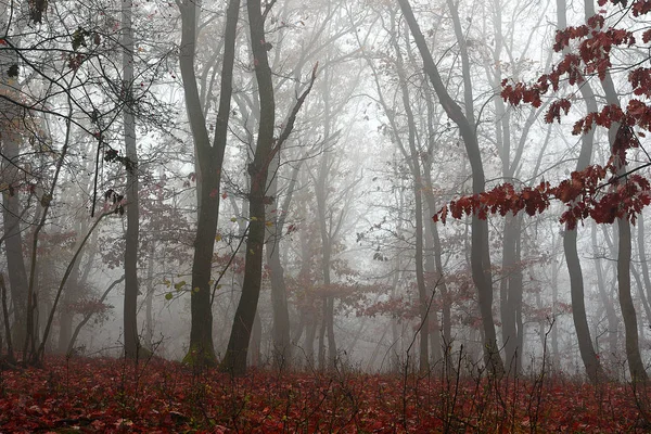 Bela floresta na manhã enevoada — Fotografia de Stock