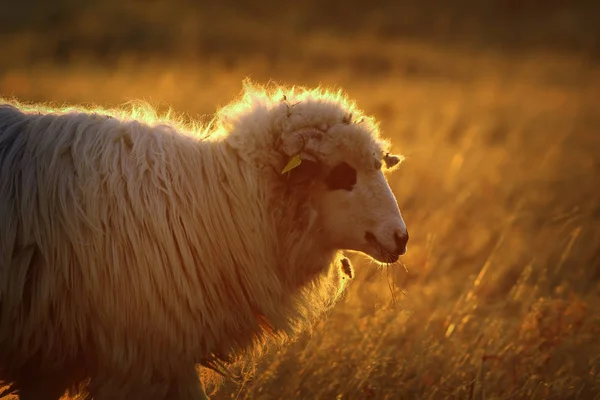 Gros plan de moutons domestiques dans la lumière orange — Photo