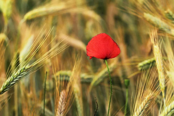 Colorful wild poppy growing in wheat field — Stock Photo, Image