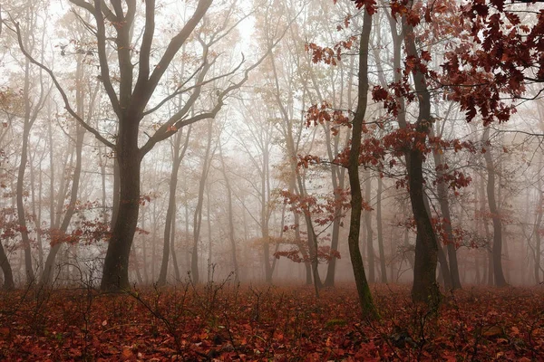 Bosque colorido en temporada de otoño — Foto de Stock