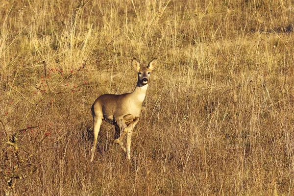 Curious roe deer doe — Stock Photo, Image