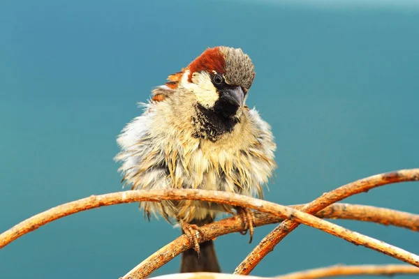 Roztomilý house sparrow muž — Stock fotografie