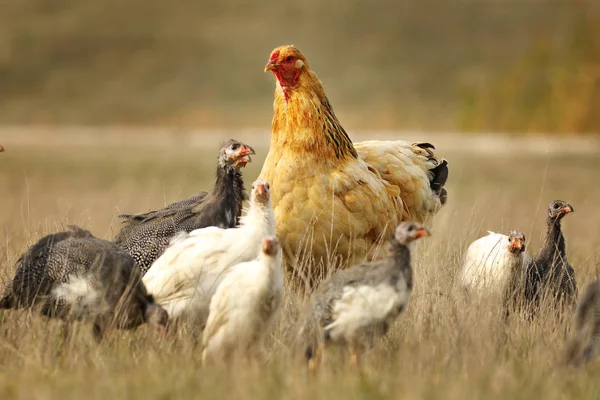 Guineafowl 무리와 함께 국내 편 — 스톡 사진