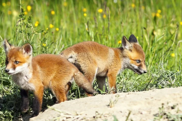 Eurasian red fox mládež na mýtině — Stock fotografie
