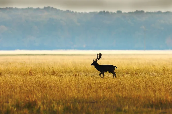 Бак оленів в ранковому світлі — стокове фото