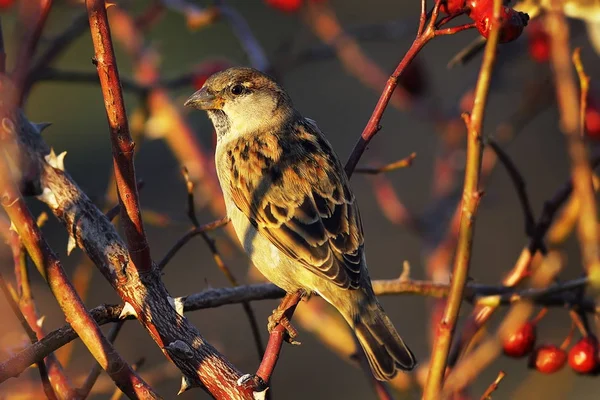 Female house sparrow on bush — Stock Photo, Image