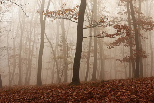 Nevoeiro através da floresta — Fotografia de Stock