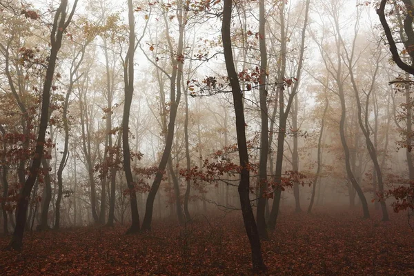 Туманный осенний лес — стоковое фото