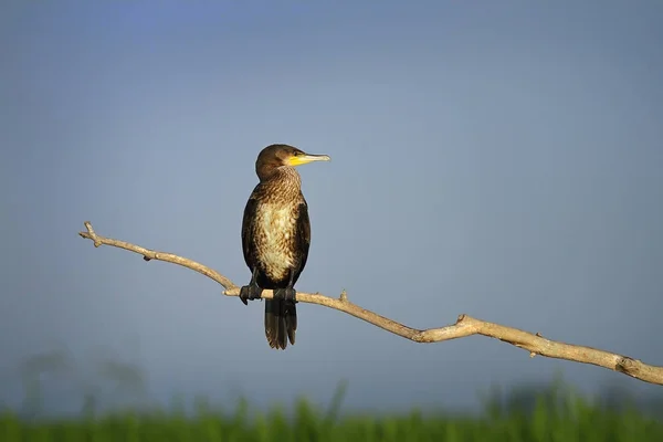 Great cormorant perched on branch in natural habitat — Stock Photo, Image