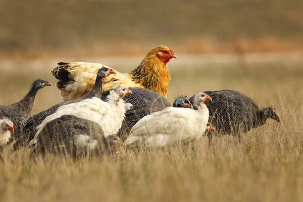 Grande poule brune avec pintades — Photo