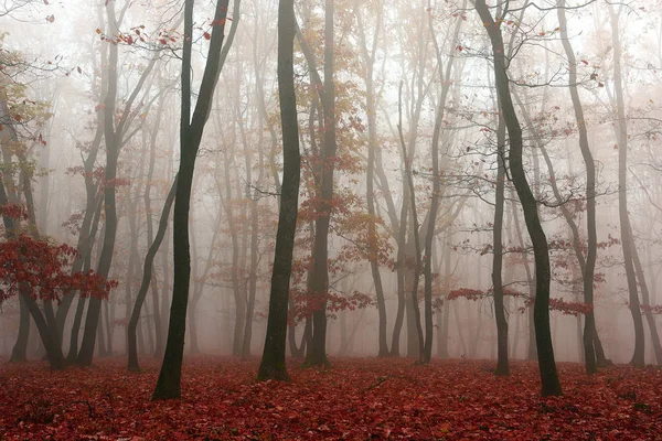 Névoa na floresta, estação de outono — Fotografia de Stock