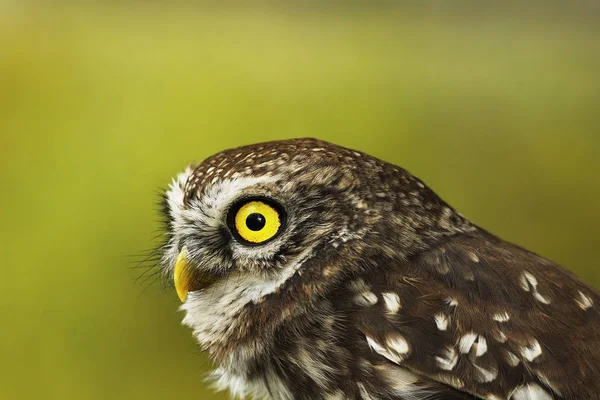 Retrato de búho pequeño sobre fondo verde fuera de foco — Foto de Stock