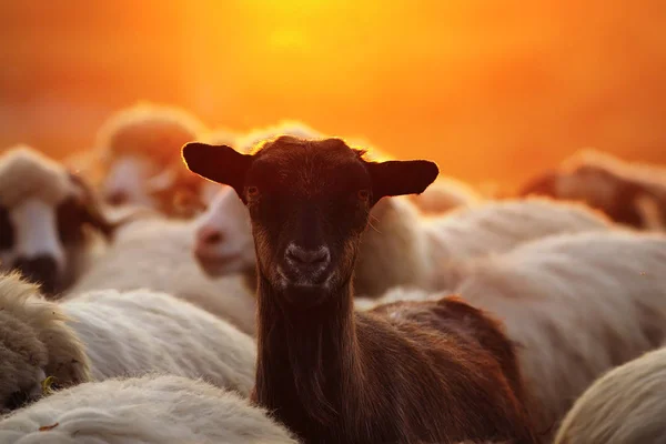 Retrato de cabra joven entre rebaños de ovejas — Foto de Stock