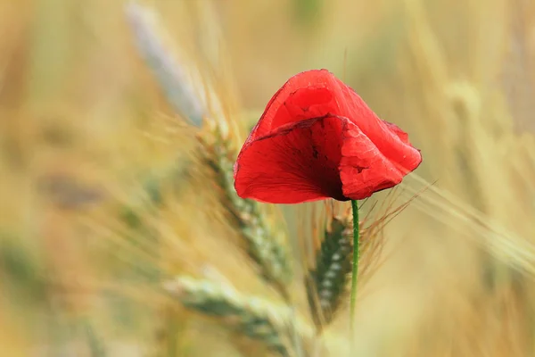 Red poppy over yellow wheat field background — Stock Photo, Image