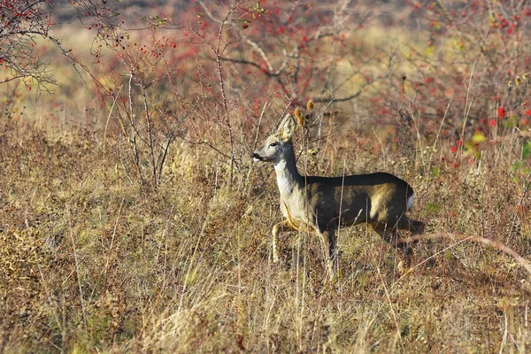 Roe deer doe in natural habitat — Stock Photo, Image