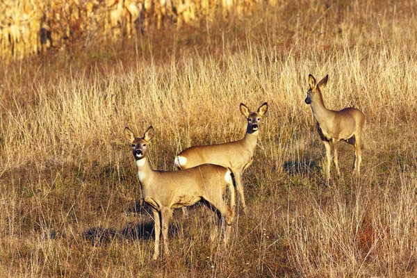 Roe deer doe with youngsters — Stock Photo, Image