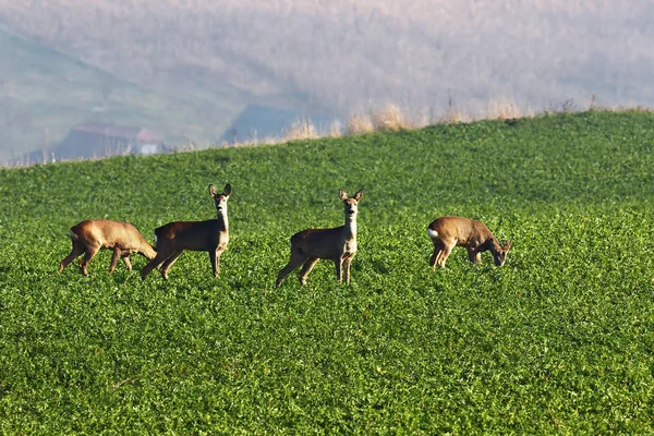 Roe jelenů v poli — Stock fotografie