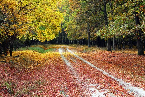Caminho rural no outono bela floresta — Fotografia de Stock