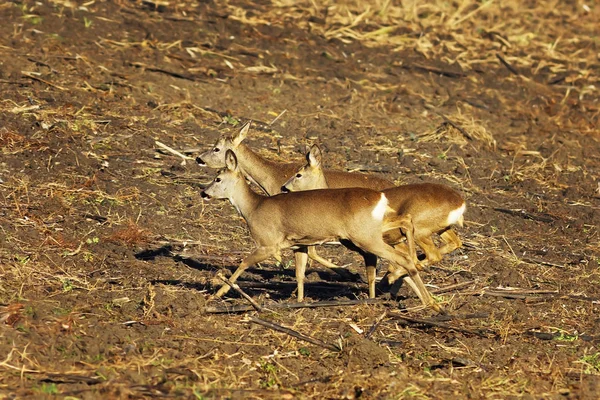 Verängstigte Rehe laufen auf landwirtschaftlichem Gelände — Stockfoto