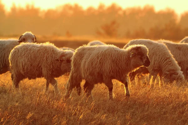 Schafherde im wunderschönen orangen Morgenlicht — Stockfoto