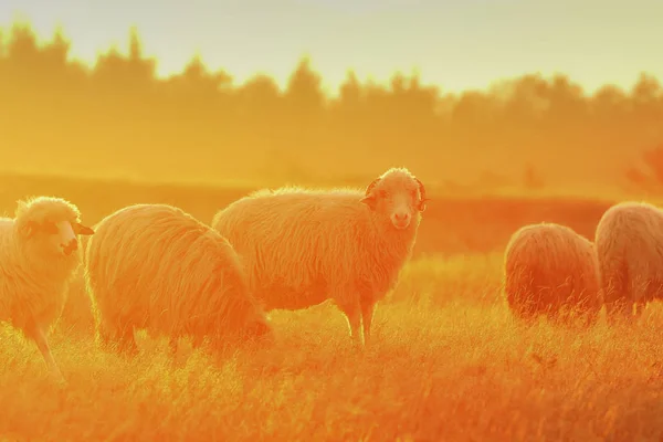 Овцы стадо около фермы на восходе солнца — стоковое фото