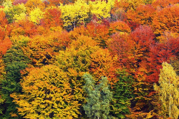textural image of autumn foliage