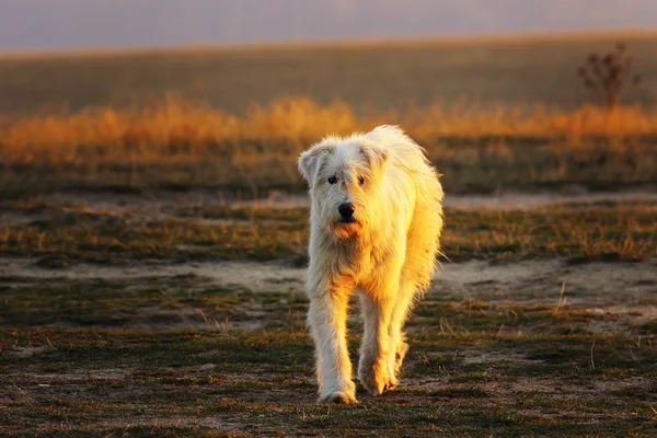 Weißer rumänischer Schäferhund auf dem Rasen — Stockfoto