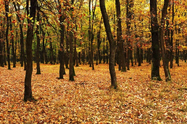 Floresta jovem no outono — Fotografia de Stock