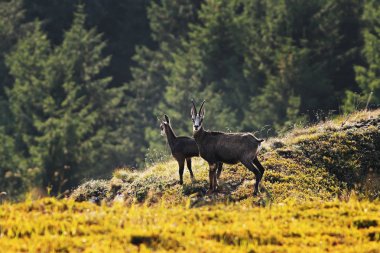 doğal ortamda Chamois keçi