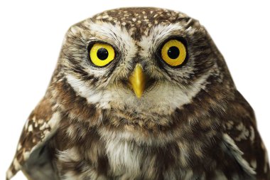 izole baykuş portre