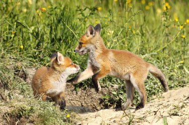 red fox kardeşler takas oynarken