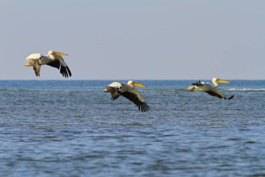 üç büyük deniz üzerinde uçan Pelikan beyaz
