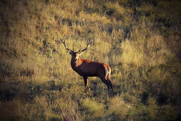 자연 서식 지에서 아름 다운 붉은 사슴 사슴 — 스톡 사진
