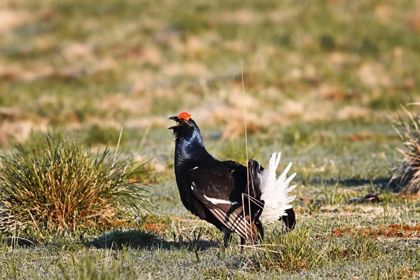 Black grouse cock in mating season — Stock Photo, Image