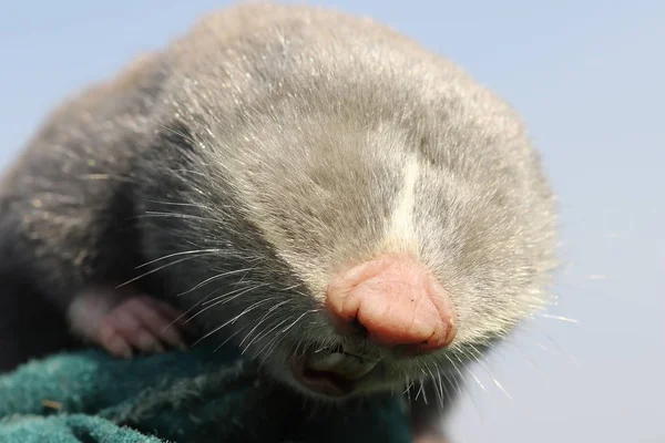 Närbild av mindre mole rat huvud — Stockfoto