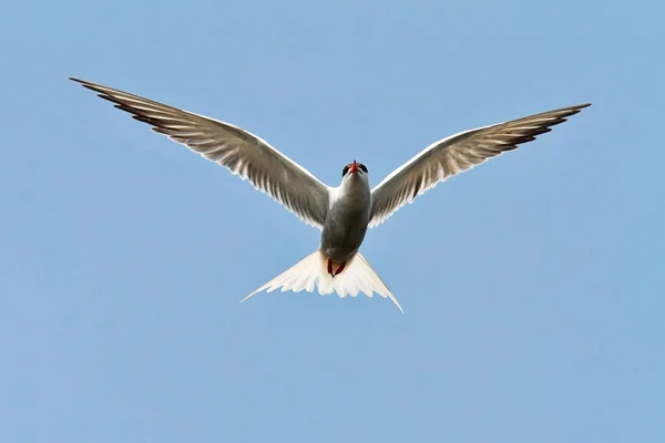 Common tern spreading wings over blue sky — Stock Photo, Image