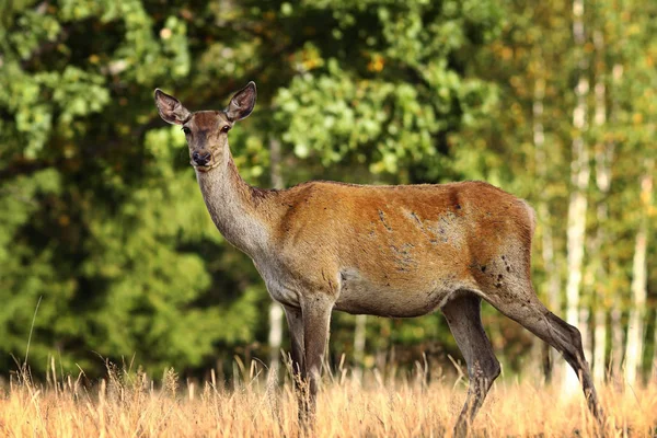 Doe ciekawy red deer w Polanie — Zdjęcie stockowe