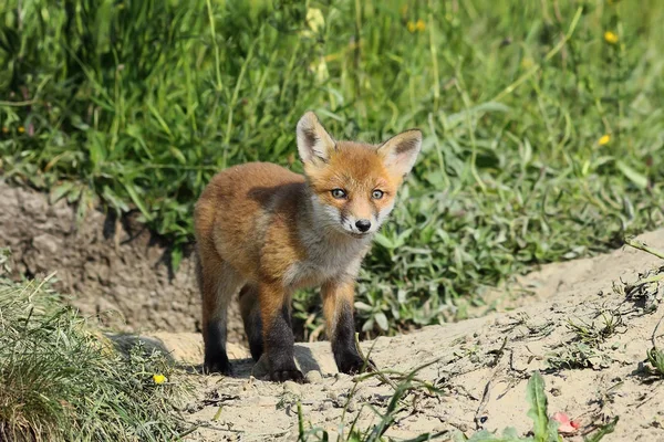 Eurasiatique renard roux ourson — Photo