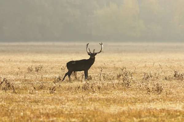 아침 빛에 풀밭에 휴 경지 사슴 사슴 — 스톡 사진