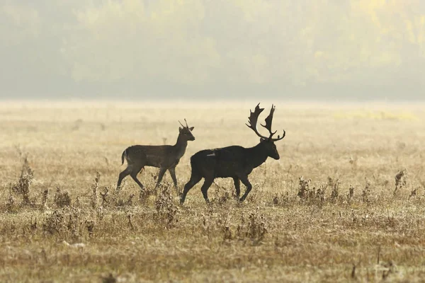 초원에 발 정기에 경작 deers — 스톡 사진