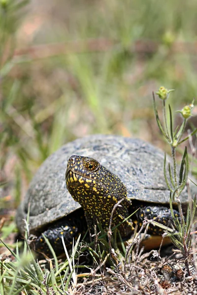 Terrapina de estanque europea en hábitat natural — Foto de Stock